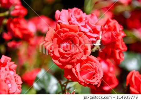 玫瑰紅 玫瑰紅 114935779