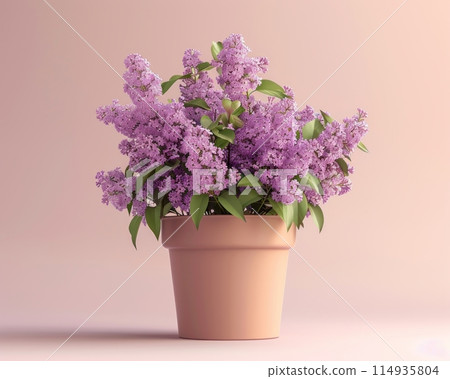 Lilac in a plant pot and a light colored background Lilac in a plant pot and a light colored background 114935804