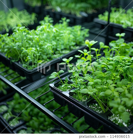 Eco-friendly Growing Solutions in biobased materials and compostable plastics cater 114936015