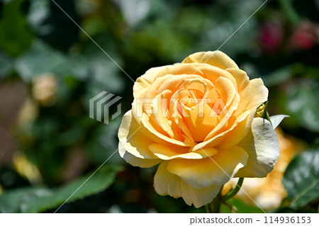 黃玫瑰 黃玫瑰 114936153