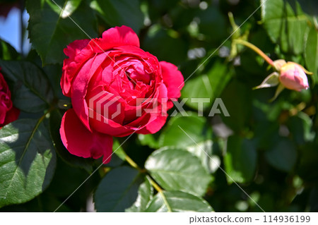 玫瑰盛開 玫瑰盛開 114936199