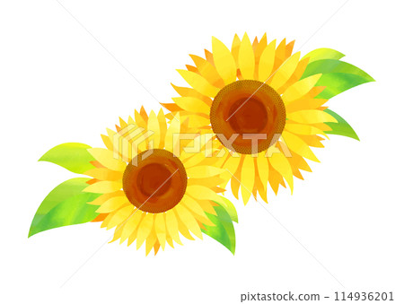 水彩紋理的向日葵 114936201