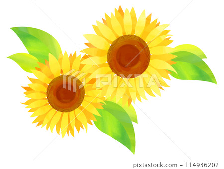 水彩紋理的向日葵 114936202