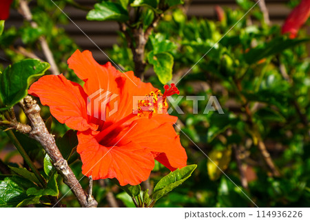 Hibiscus (Malvaceae, Hibiscus genus) 114936226