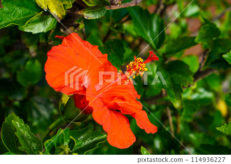 Hibiscus (Malvaceae, Hibiscus genus) 114936227