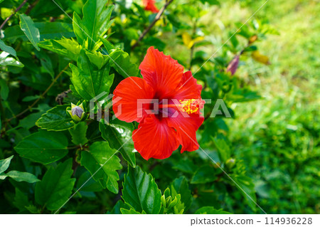 Hibiscus (Malvaceae, Hibiscus genus) 114936228