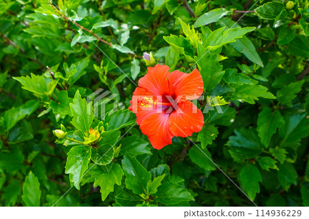 Hibiscus (Malvaceae, Hibiscus genus) 114936229