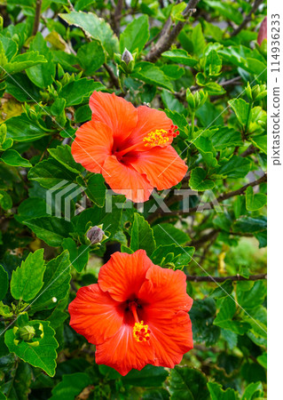 木槿（錦葵科，錦葵科） 114936233