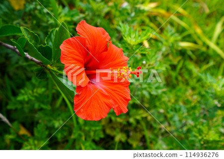 Hibiscus (Malvaceae, Hibiscus genus) 114936276