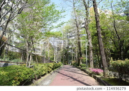 Walking path at Wakabadai housing complex in Asahi Ward, Yokohama City Walking path at Wakabadai housing complex in Asahi Ward, Yokohama City 114936279