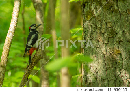 Great spotted woodpecker dendrocopos major juvenile sitting on tree brunch. 114936435