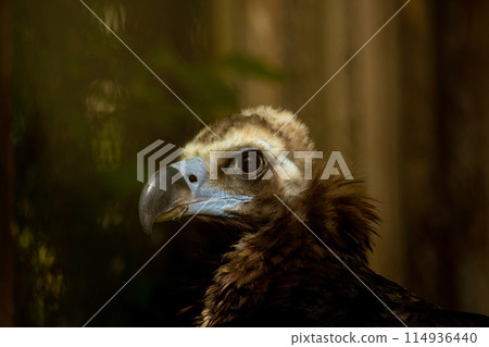 European Black vulture head portrait 114936440