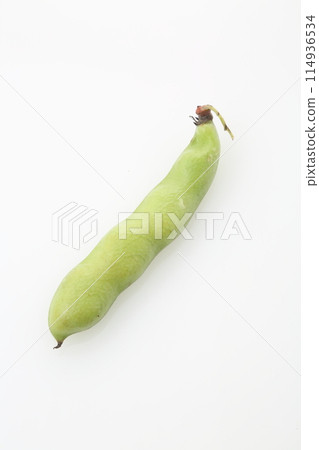 蠶豆 蠶豆 114936534
