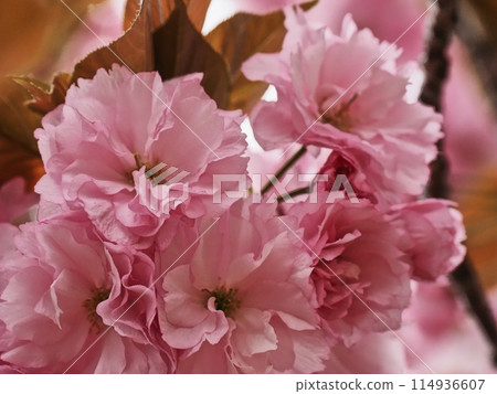 Yaezakura Yaezakura 114936607