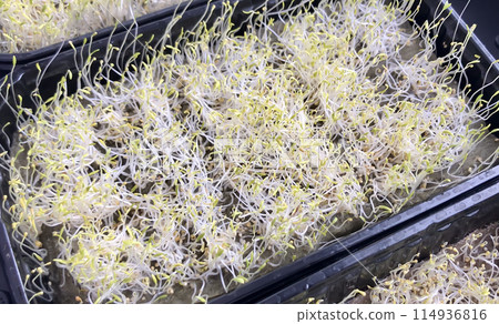 Alfalfa sprouts close-up. Microgreens in plastic containers at home. The beginning of germination, the third day. Concept of diet, vegetarianism, vegan, healthy products and proper nutrition Alfalfa sprouts close-up. Microgreens in plastic containers at home. The beginning of germination, the third day. Concept of diet, vegetarianism, vegan, healthy products and proper nutrition 114936816