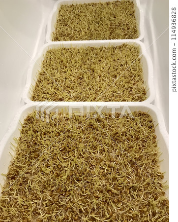 Close-up of cultivation of wheat microgreens in plastic containers. The beginning of germination, the third day. For cultivation of microgreens are created special lighting and microclimate Close-up of cultivation of wheat microgreens in plastic containers. The beginning of germination, the third day. For cultivation of microgreens are created special lighting and microclimate 114936828