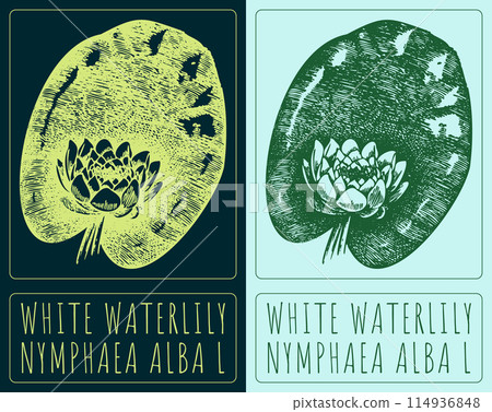 Vector drawing WHITE WATERLILY. Hand drawn illustration. The Latin name is NYMPHAEA ALBA L Vector drawing WHITE WATERLILY. Hand drawn illustration. The Latin name is NYMPHAEA ALBA L 114936848
