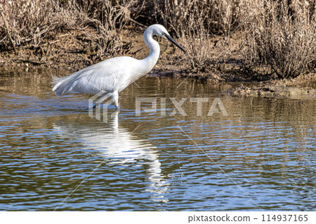 The little egret, Egretta garzetta in Ria Formosa Natural Reserve, Algarve Portugal 114937165