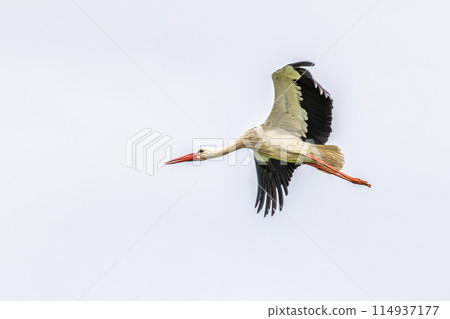 White Storks, Ciconia ciconia at Odiaxere in the Algarve region, District Faro, Portugal. White Storks, Ciconia ciconia at Odiaxere in the Algarve region, District Faro, Portugal. 114937177