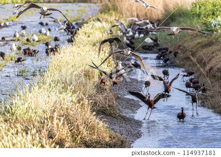 Glossy ibis, Plegadis falcinellus at Porto Palafita da Carrasqueira in Portugal Glossy ibis, Plegadis falcinellus at Porto Palafita da Carrasqueira in Portugal 114937181