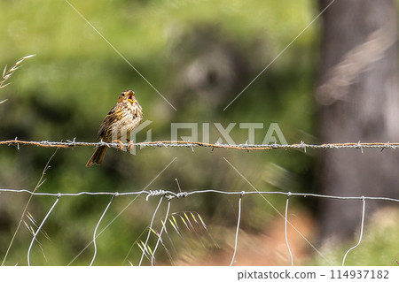 The corn bunting, Emberiza calandra perched on a fence at Parque Natural do Vale do Guadiana in Portugal. 114937182