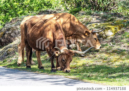 The Cachena cow in Nationalpark Peneda-Geres in North Portugal, a traditional Portuguese mountain cattle The Cachena cow in Nationalpark Peneda-Geres in North Portugal, a traditional Portuguese mountain cattle 114937188