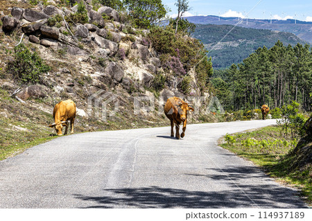 The Cachena cow in Nationalpark Peneda-Geres in North Portugal, a traditional Portuguese mountain cattle 114937189