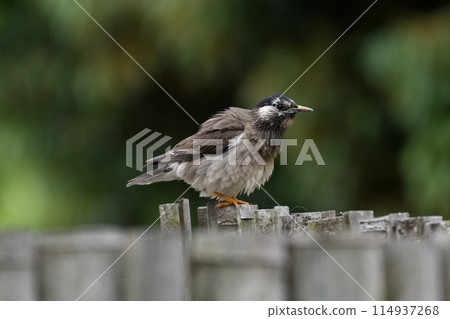 Starling fledglings perched on a post Starling fledglings perched on a post 114937268