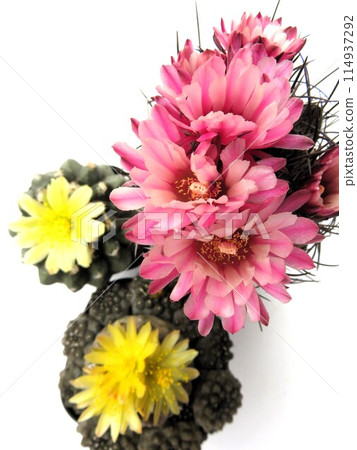 Cactus flower Cactus flower 114937292