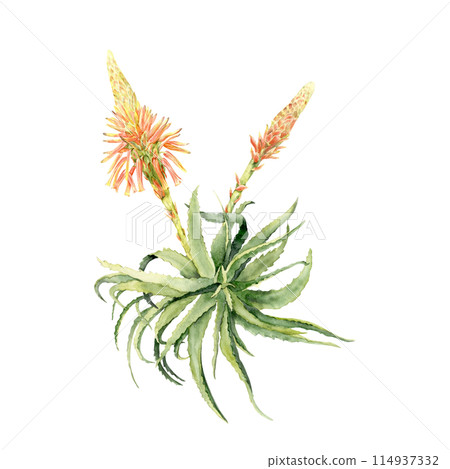 aloe rosette with flowers. aloe rosette with flowers. 114937332