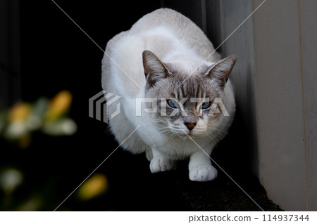 貓 114937344