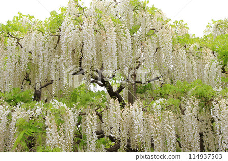 Ashikaga Flower Park Shirato Ashikaga Flower Park Shirato 114937503