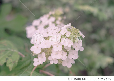 白色繡球花 白色繡球花 114937529