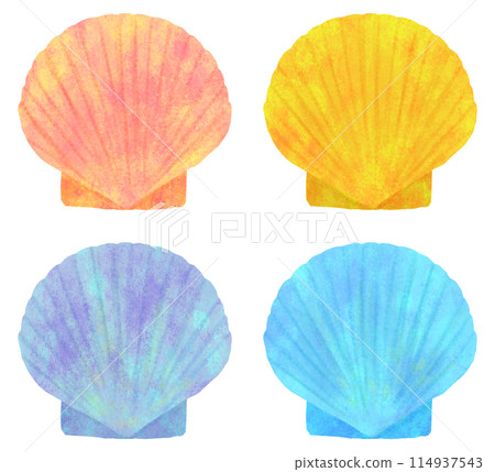 Colorful bivalve shells illustration set Colorful bivalve shells illustration set 114937543