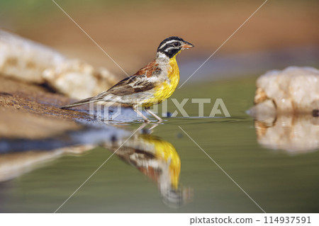 African Golden breasted Bunting in Kruger National park, South Africa 114937591