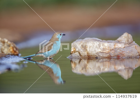 Blue breasted Cordonbleu in Kruger National park, South Africa Blue breasted Cordonbleu in Kruger National park, South Africa 114937619
