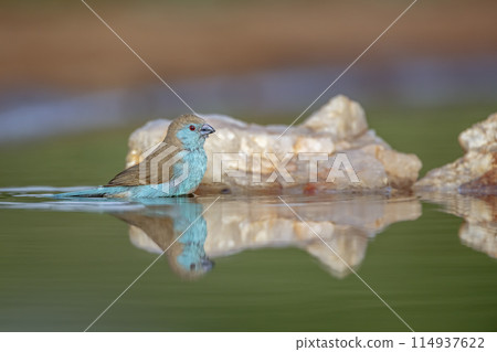 Blue breasted Cordonbleu in Kruger National park, South Africa Blue breasted Cordonbleu in Kruger National park, South Africa 114937622
