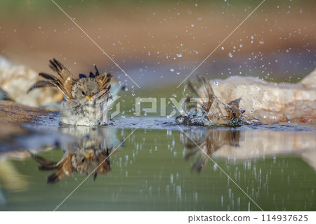 Blue breasted Cordonbleu in Kruger National park, South Africa 114937625
