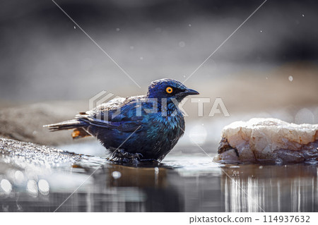 Cape Glossy Starling in Kruger National park, South Africa 114937632