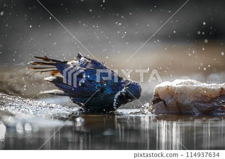 Cape Glossy Starling in Kruger National park, South Africa Cape Glossy Starling in Kruger National park, South Africa 114937634