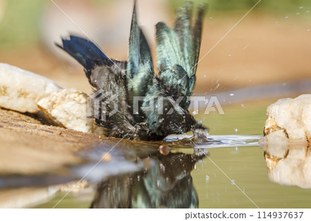Cape Glossy Starling in Kruger National park, South Africa 114937637