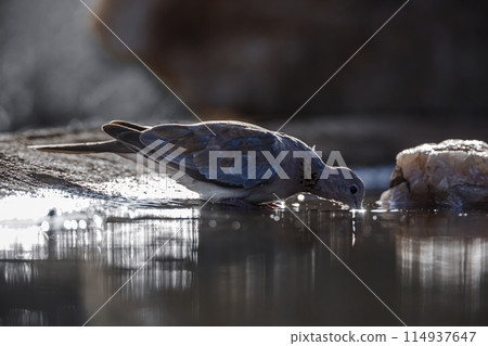 Laughing Dove in Kruger National park, South Africa Laughing Dove in Kruger National park, South Africa 114937647