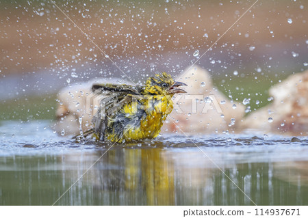 Lesser Masked Weaver in Kruger National park, South Africa 114937671