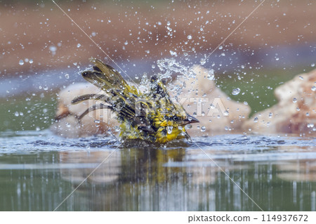 Lesser Masked Weaver in Kruger National park, South Africa 114937672
