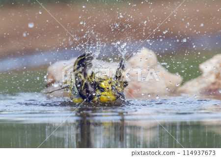 Lesser Masked Weaver in Kruger National park, South Africa Lesser Masked Weaver in Kruger National park, South Africa 114937673