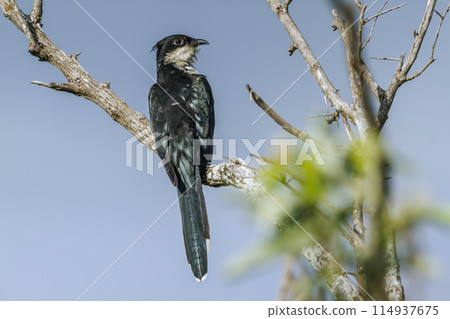 Pied Cuckoo in Kruger National park, South Africa Pied Cuckoo in Kruger National park, South Africa 114937675