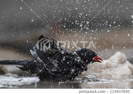 Red billed Buffalo Weaver in Kruger National park, South Africa 114937695