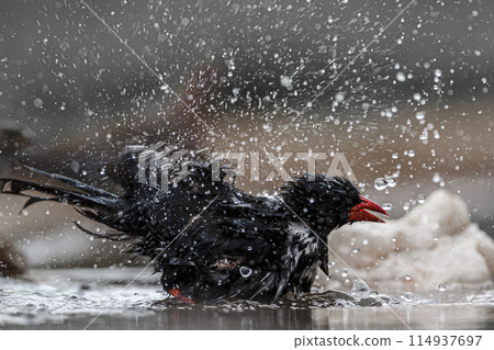 Red billed Buffalo Weaver in Kruger National park, South Africa 114937697