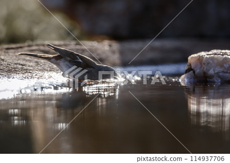Southern Grey headed Sparrow in Kruger National park, South Africa Southern Grey headed Sparrow in Kruger National park, South Africa 114937706