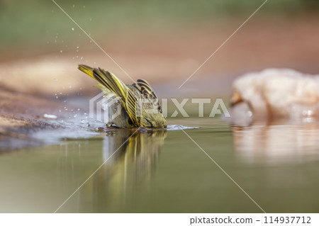 Village weaver in Kruger National park, South Africa 114937712